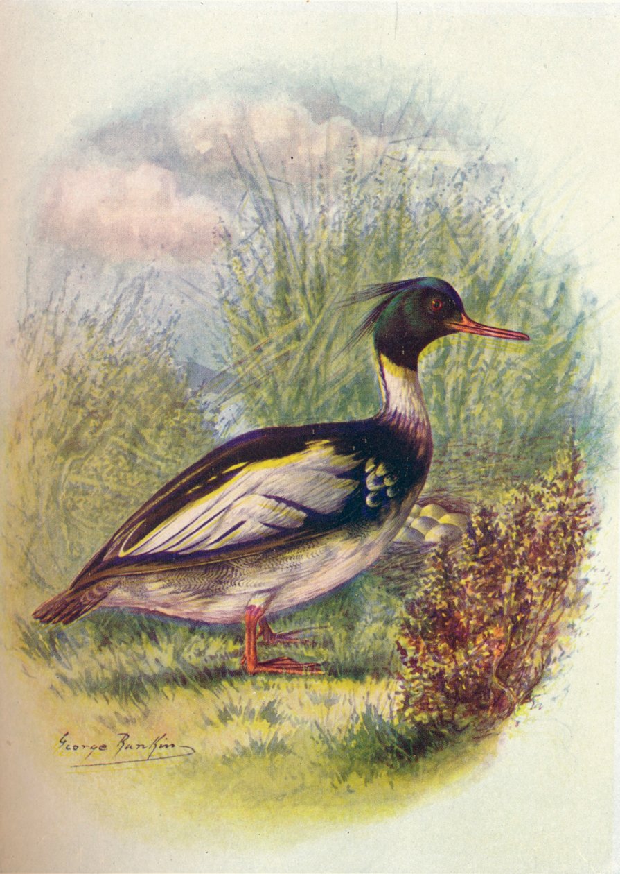 Red-breasted Merganser - Mergus serrator, c1910, 1910 av George James Rankin