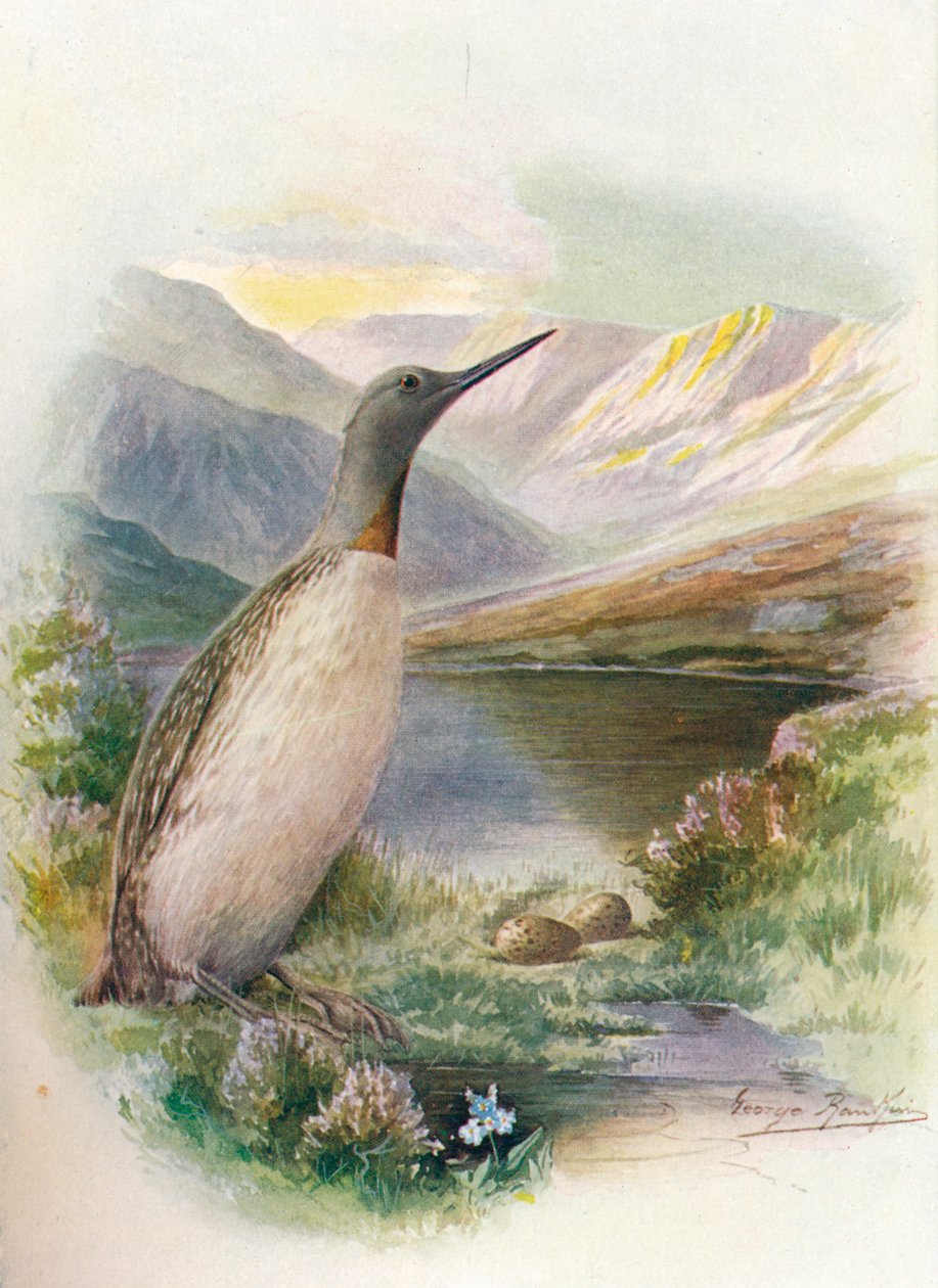 Rødstrupedykker - Colymbus septentrionalis, c1910, 1910 av George James Rankin