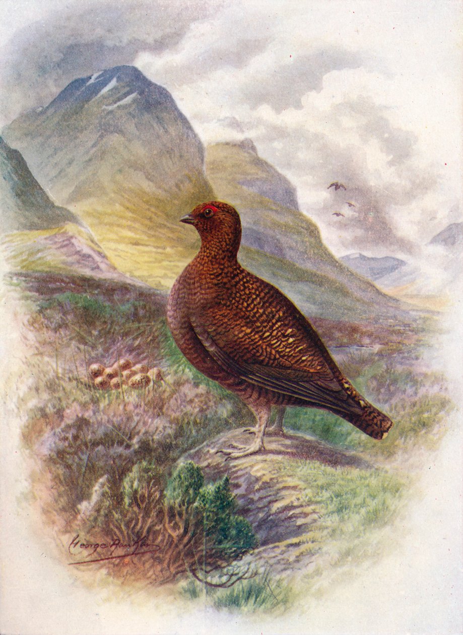 Rype - Lagopus scoticus, c1910, 1910 av George James Rankin