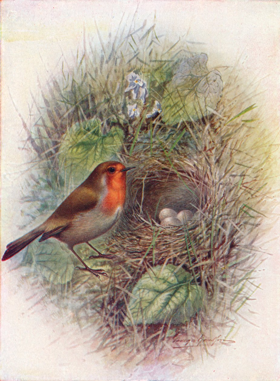 Rødbryst eller Robin - Erithacus rubecula, c1910, 1910 av George James Rankin