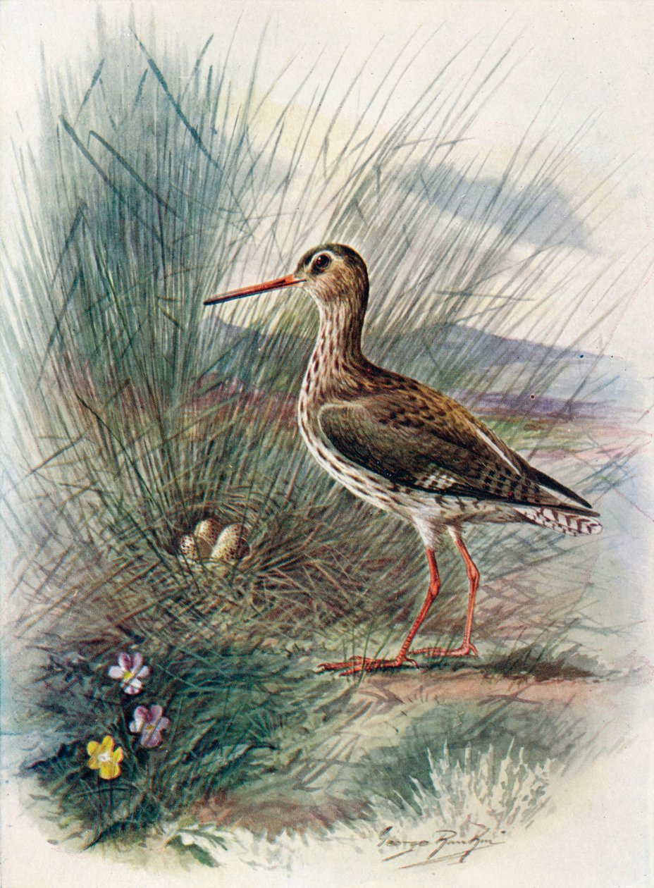 Rødbenkel - Totanus calidris, c1910, 1910 av George James Rankin