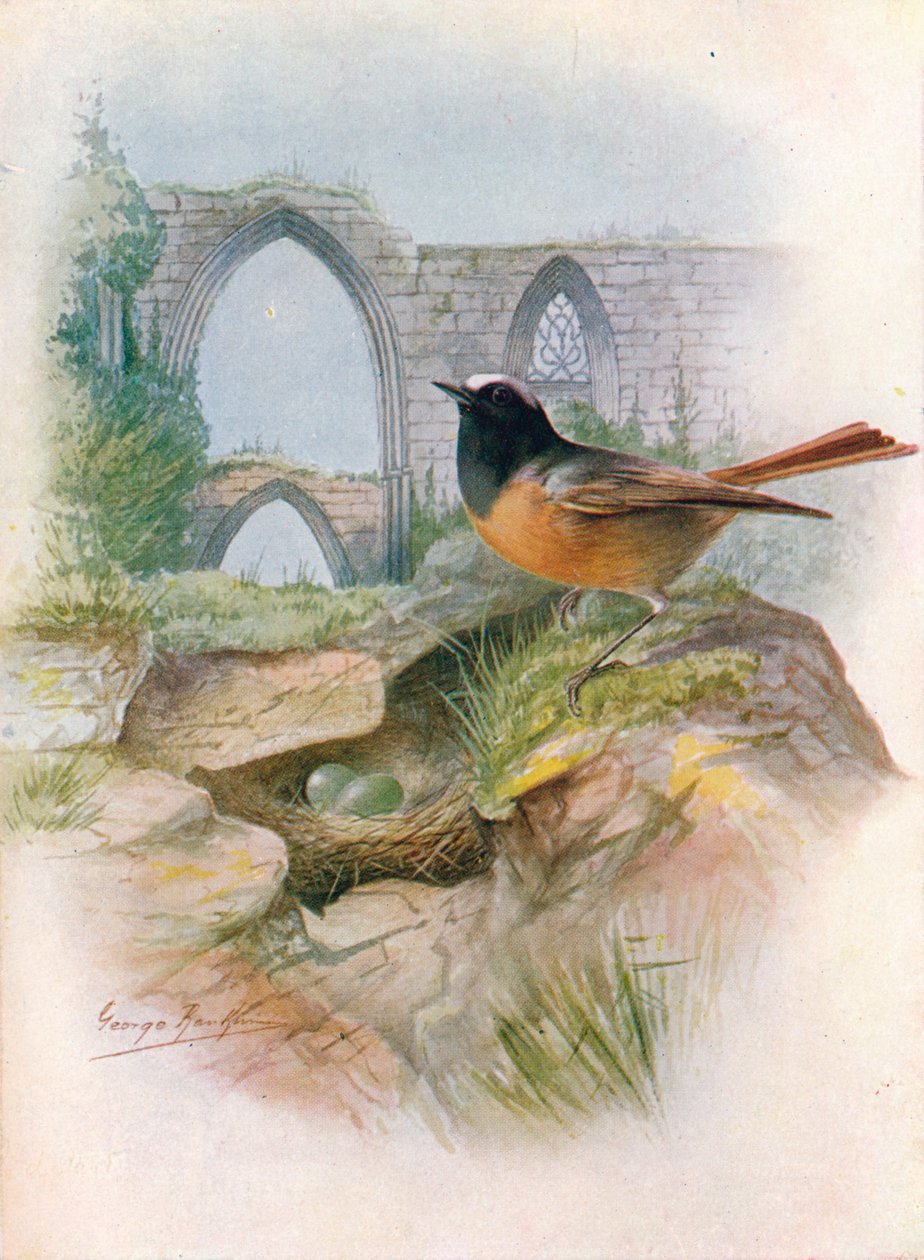 Rødstjert - Ruticilla phoenicurus, c1910, 1910 av George James Rankin