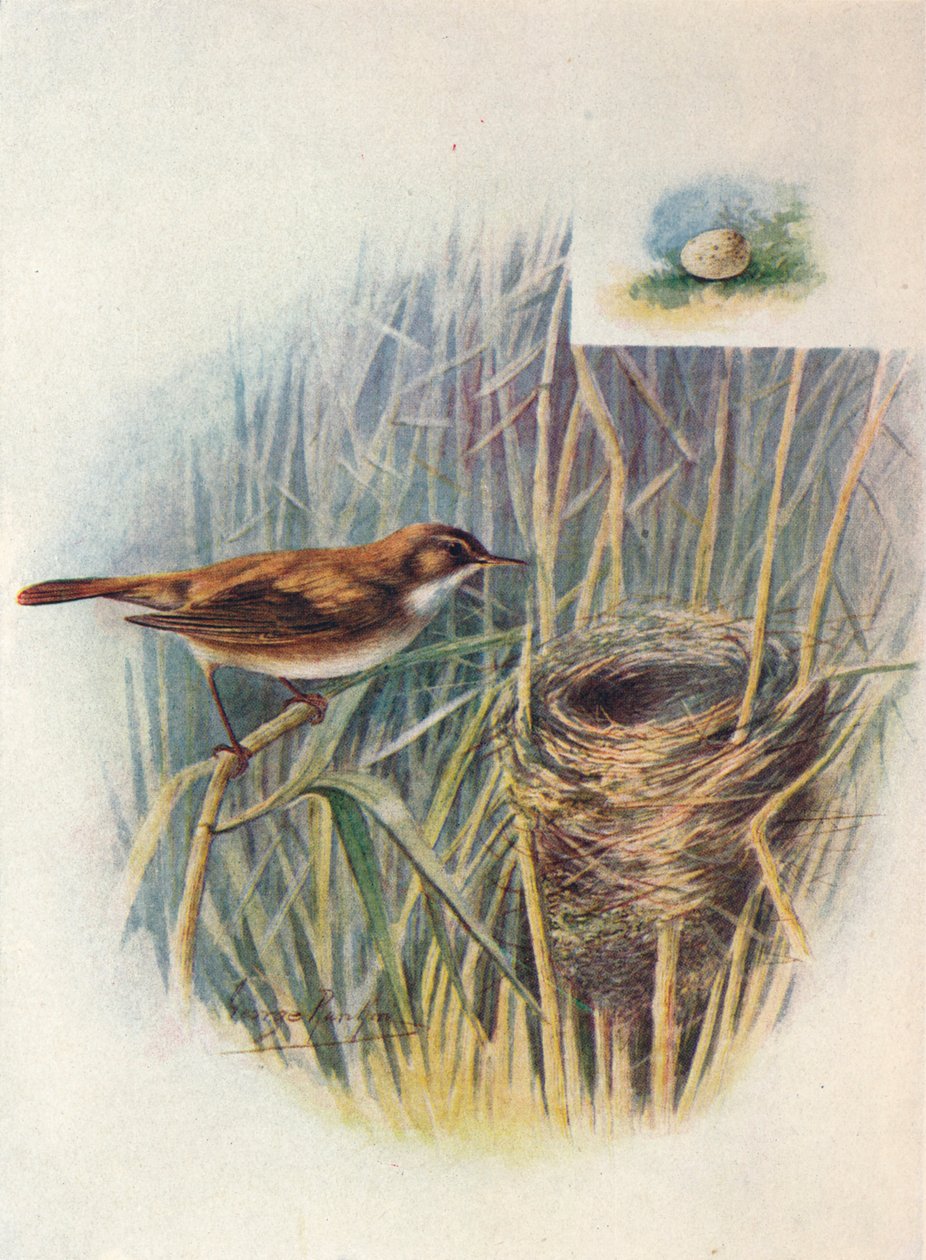 Rørsanger - Acrocephalus streperus, c1910, 1910 av George James Rankin