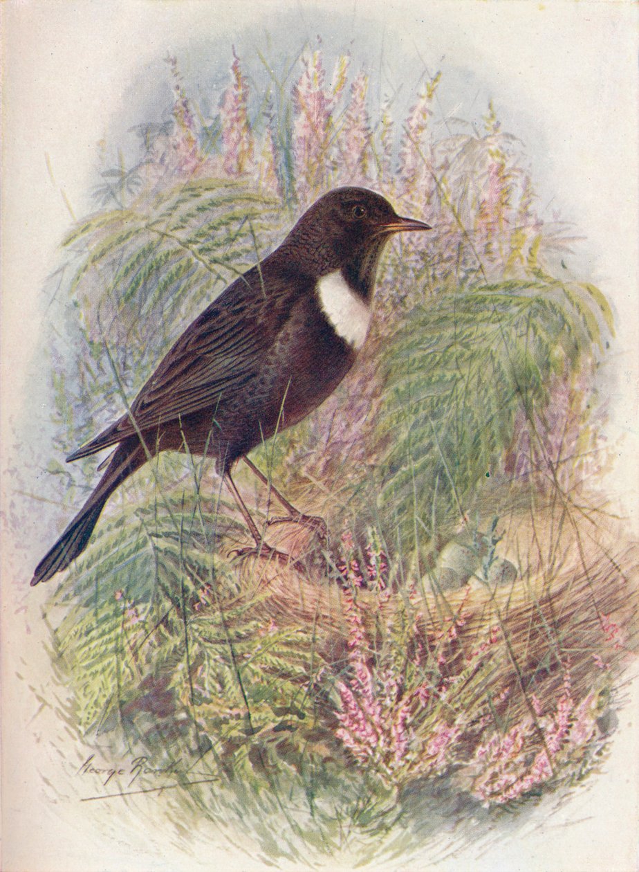 Ring-Ousel - Turdus torquatus, c1910, 1910 av George James Rankin