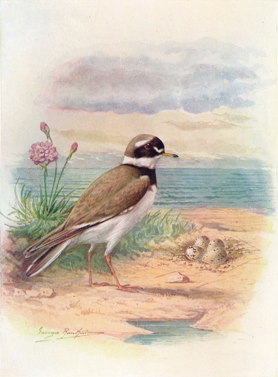 Ringhjørnet - Aegialitis hiaticola, c1910, 1910 av George James Rankin