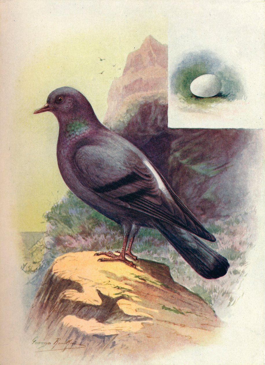 Rock-Pigeon - Columba livia, c1910, 1910 av George James Rankin