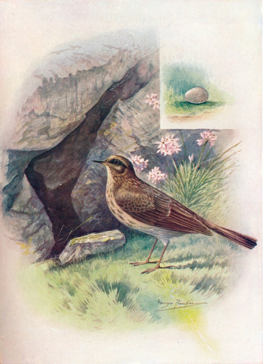 Rock-Pipit - Anthus obscurus, c1910, 1910 av George James Rankin