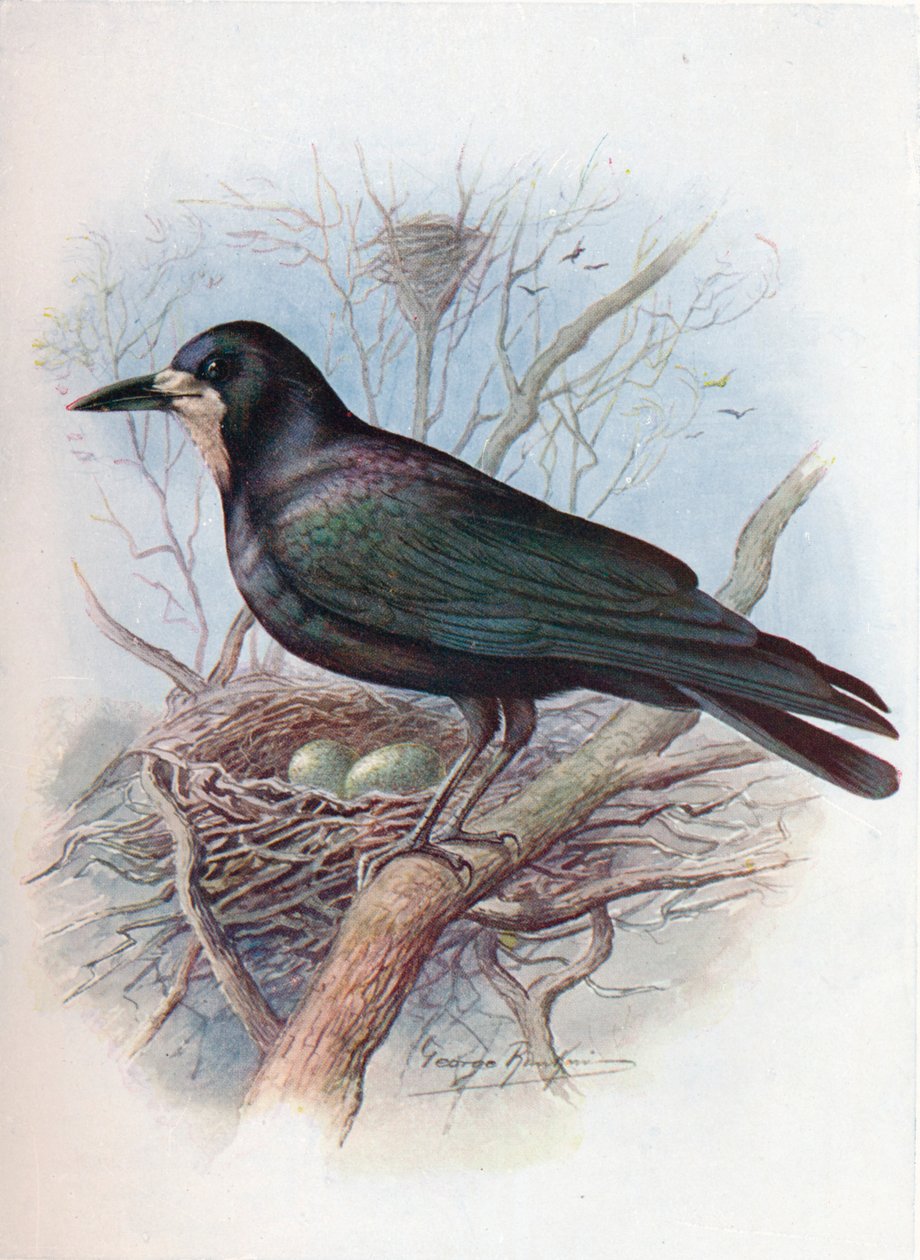 Rook - Corvus frugilegus, c1910, 1910 av George James Rankin