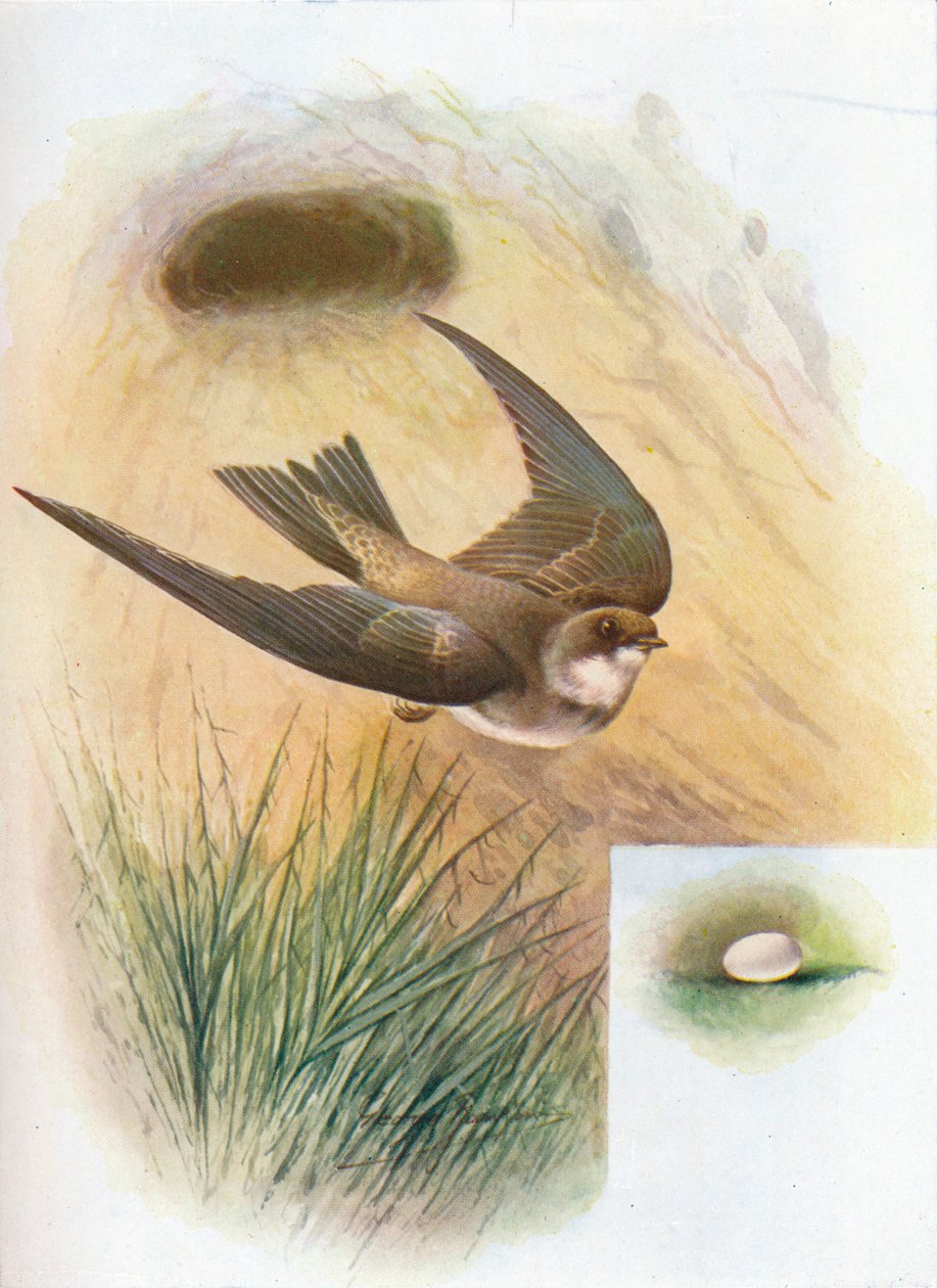 Sand-Martin - Cotil riparia, c1910, 1910 av George James Rankin