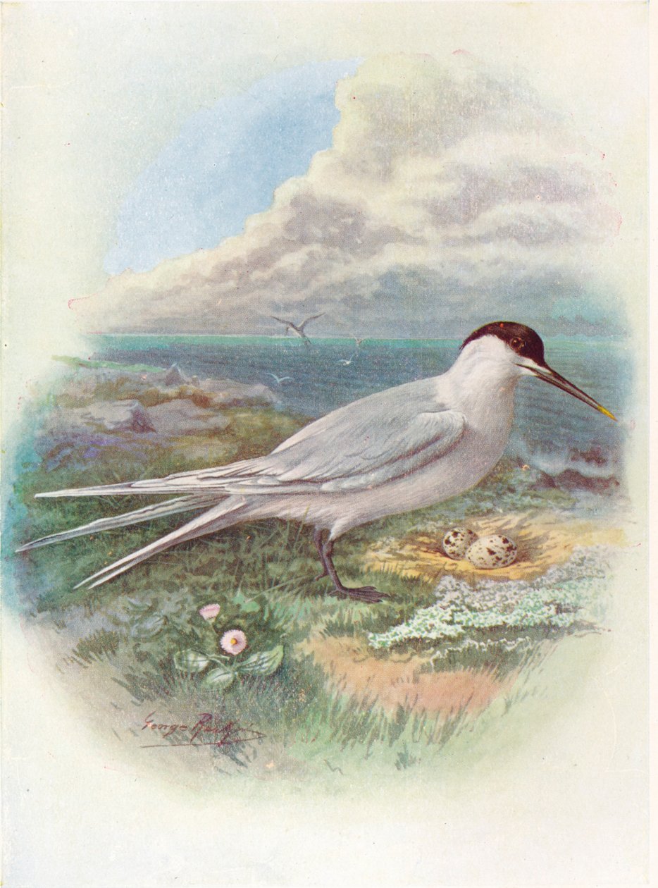 Sandwich Tern - Sterna cantiaca, c1910, 1910 av George James Rankin