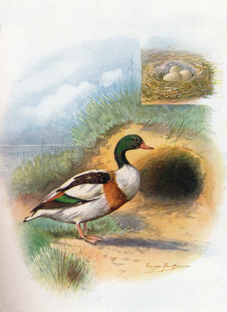 Sheld-Duck eller Sheldrake - Tadorna cornuta, c1910, 1910 av George James Rankin
