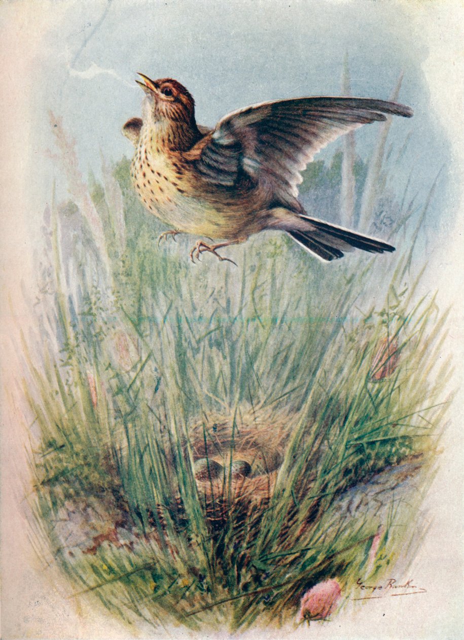 Skylark - Alauda arvensis, c1910, 1910 av George James Rankin