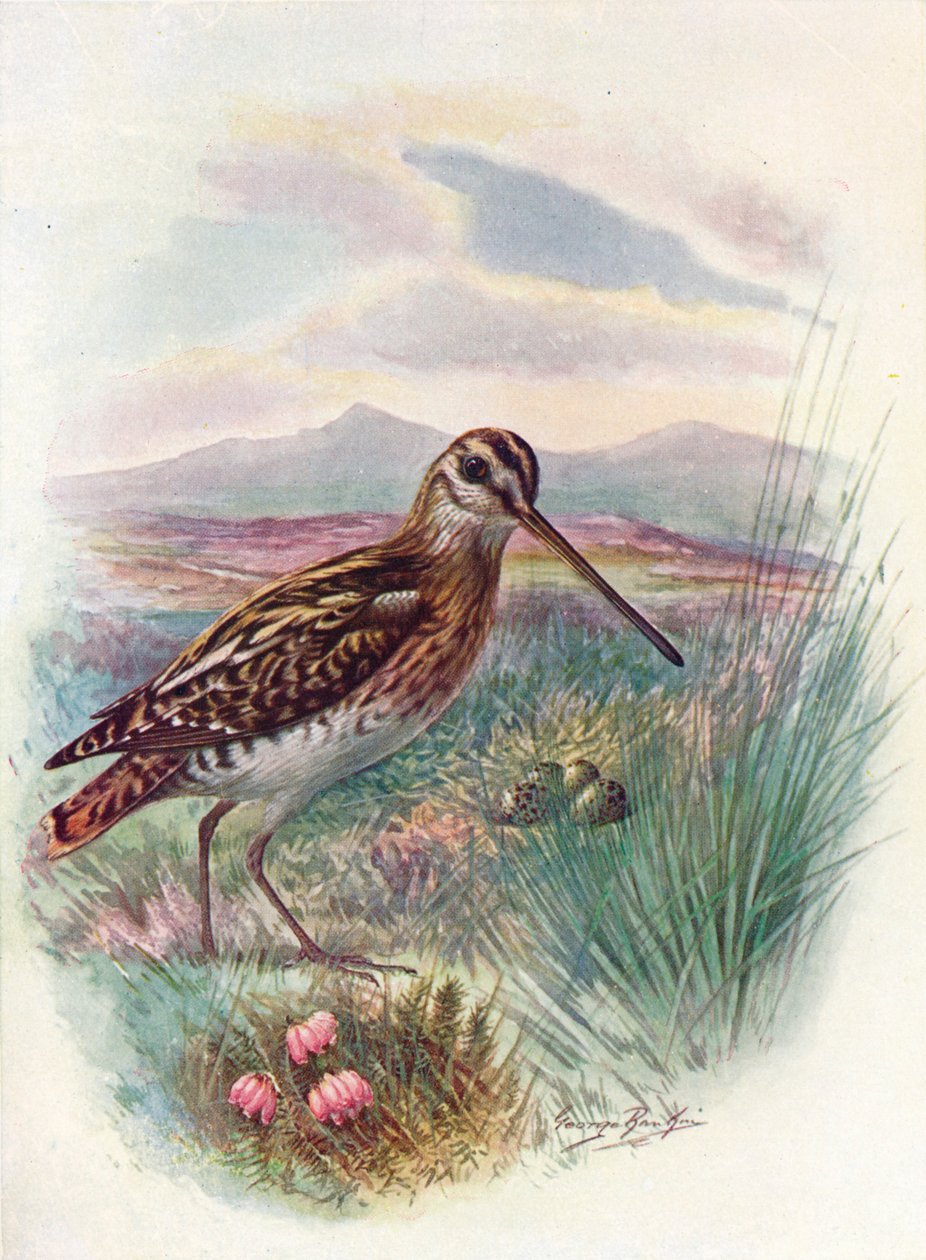 Snipe - Celestial Gallinago, c1910, 1910 av George James Rankin