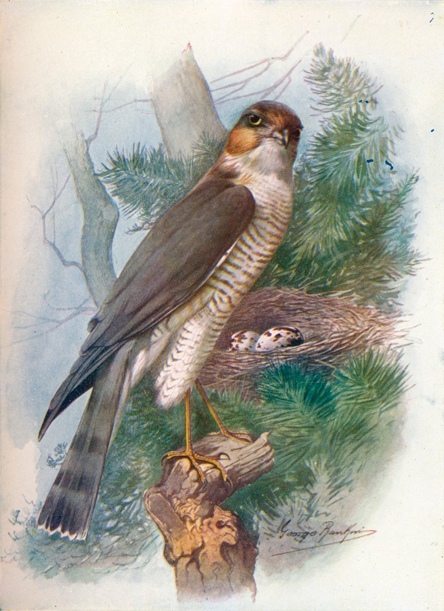 Sparrow-Hawk - Hawk innsats, c1910, 1910 av George James Rankin