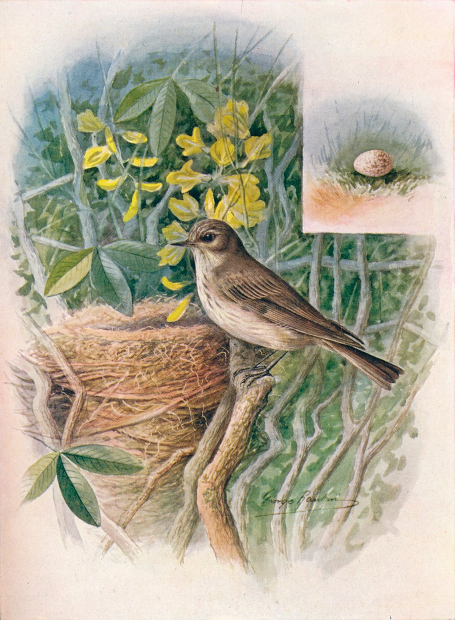 Spotted Flue-catcher - Muscicapa grisola, c1910, 1910 av George James Rankin