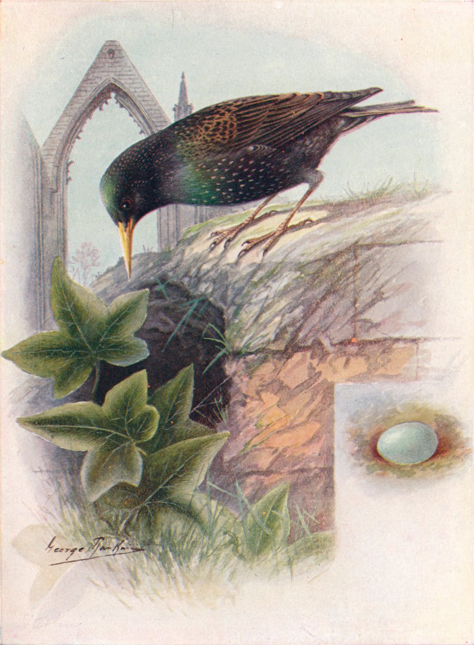 Stær - Sturnus vulgaris, c1910, 1910 av George James Rankin
