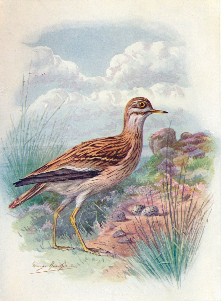 Stone-Curlew, Norfolk Plover eller Thick-Knee - OEdicnemus scolopax, c1910, 1910 av George James Rankin
