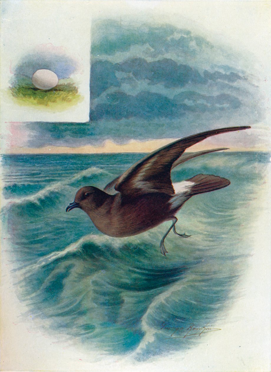 Stormpetrel - Procellaria pelagica, c1910, 1910 av George James Rankin