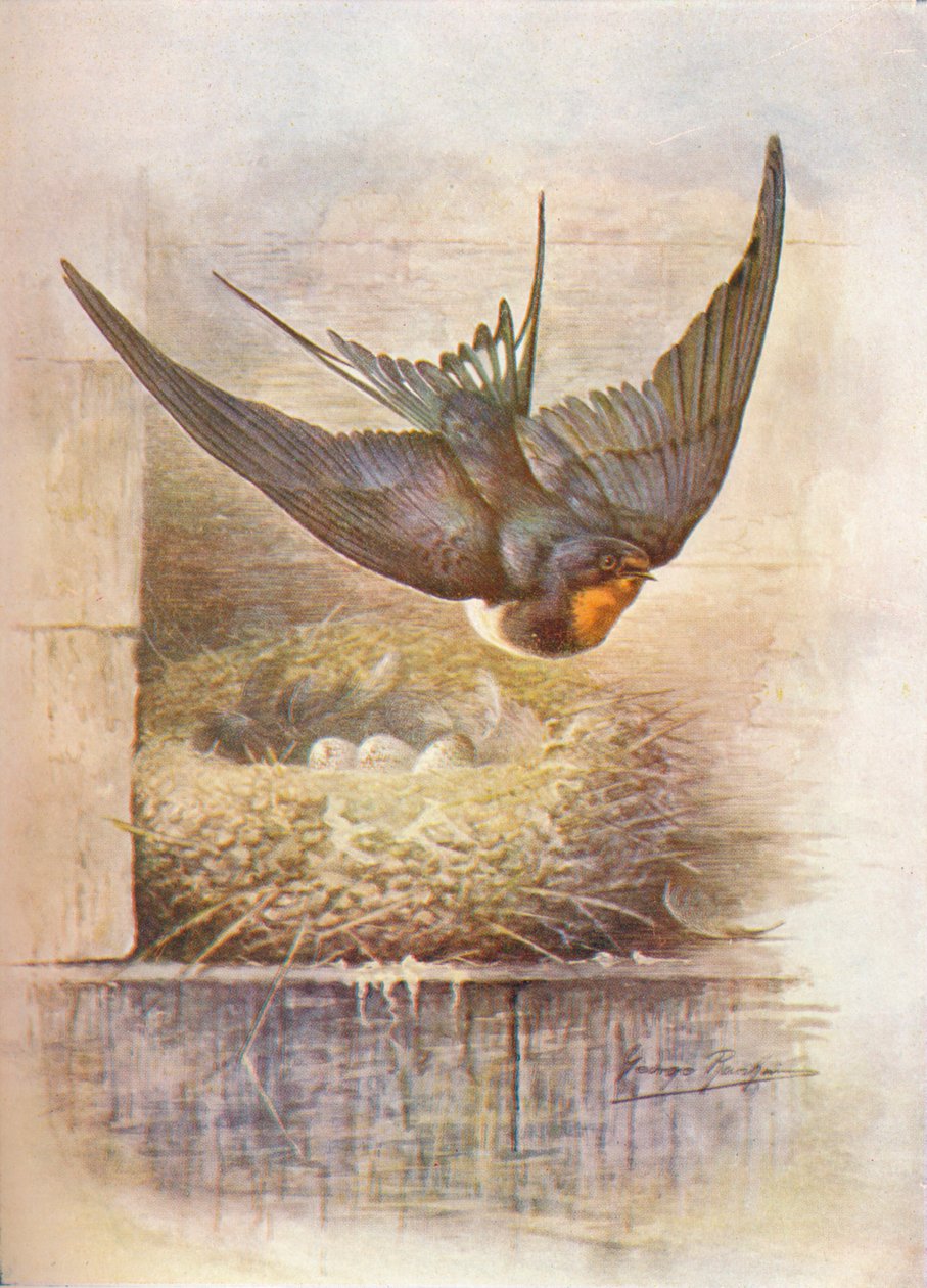 Svale - Hirundo rustica, c1910, 1910 av George James Rankin