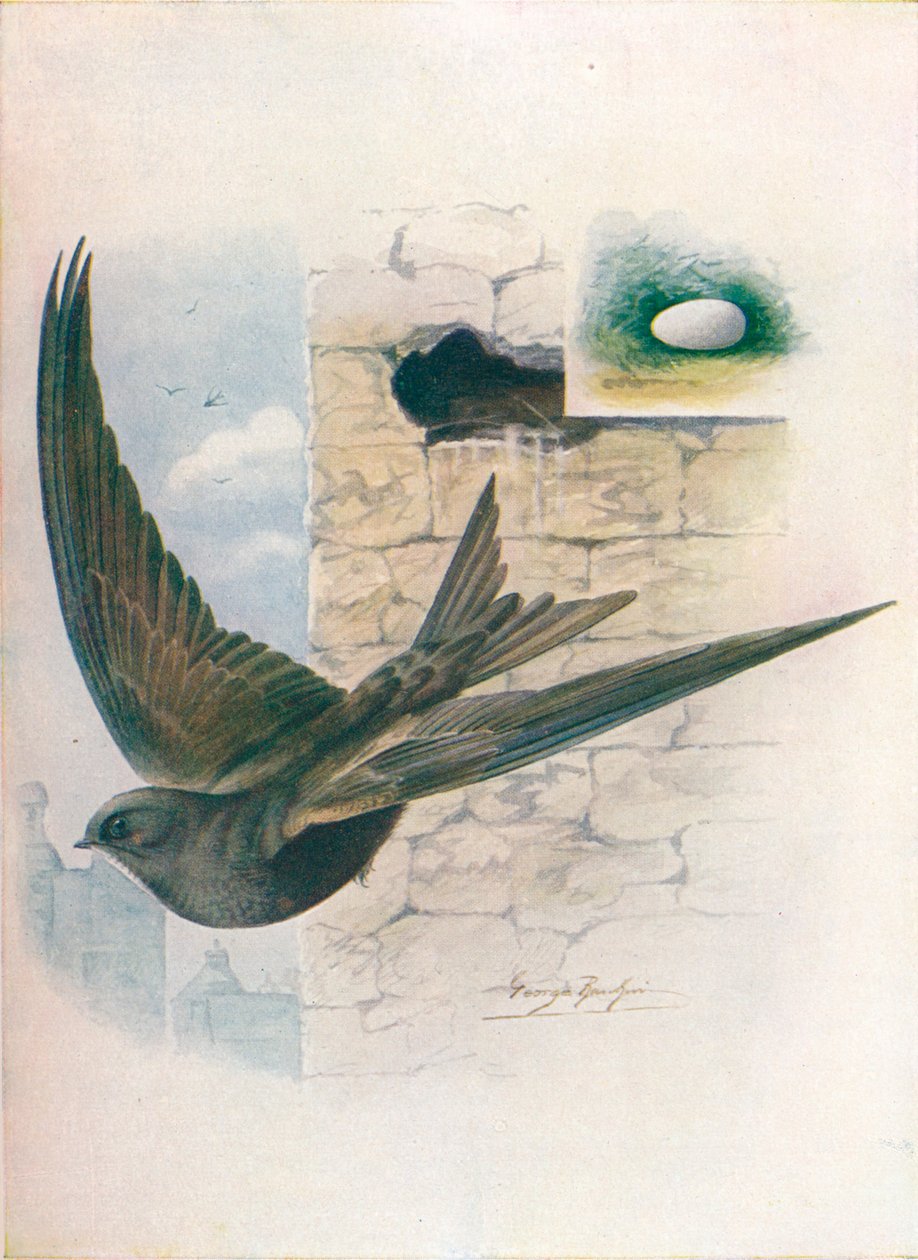Swift - Cypselus apus, c1910, 1910 av George James Rankin