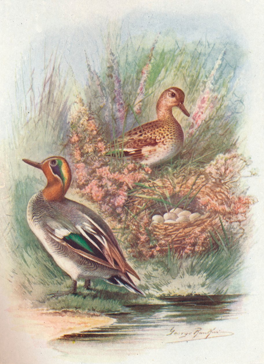 Teal - Nettion crecca, c1910, 1910 av George James Rankin