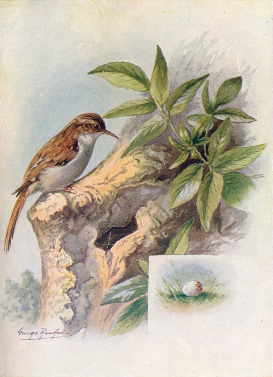 Tree-Creeper - Certhia familiaris, c1910, 1910 av George James Rankin