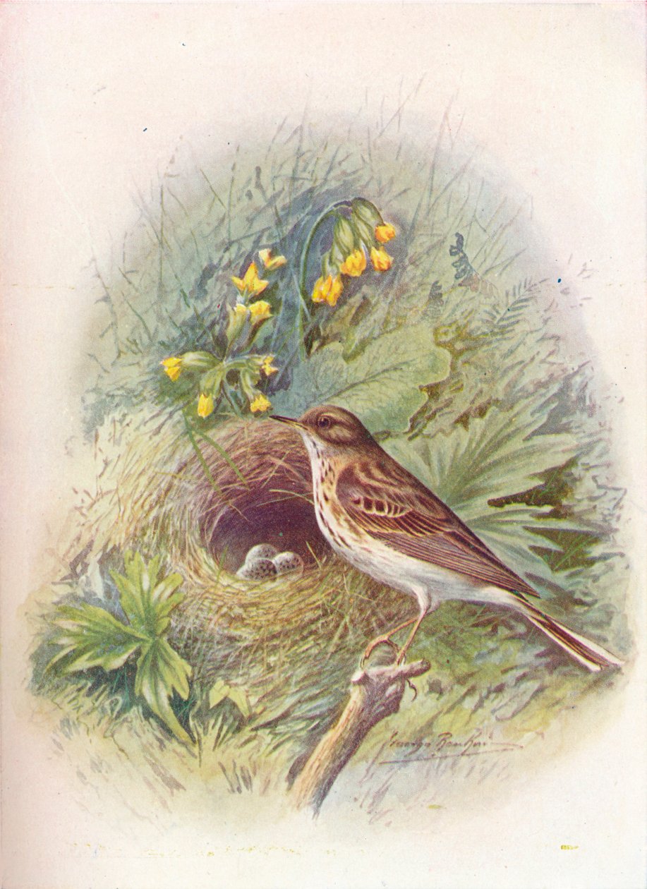 Tre-piper - Anthus trivialis, c1910, 1910 av George James Rankin