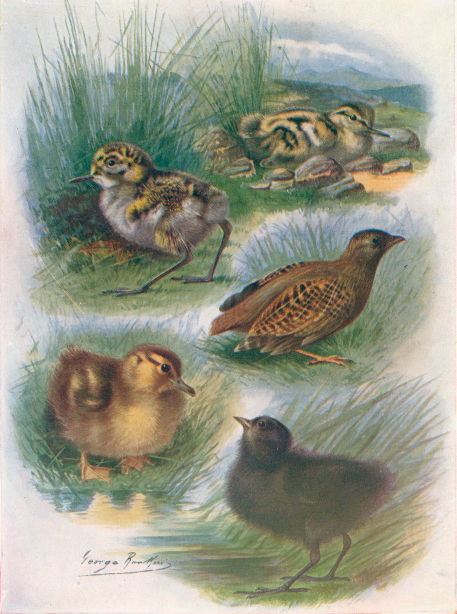 Types of Nidifugous Nestlings, c1910, 1910 av George James Rankin