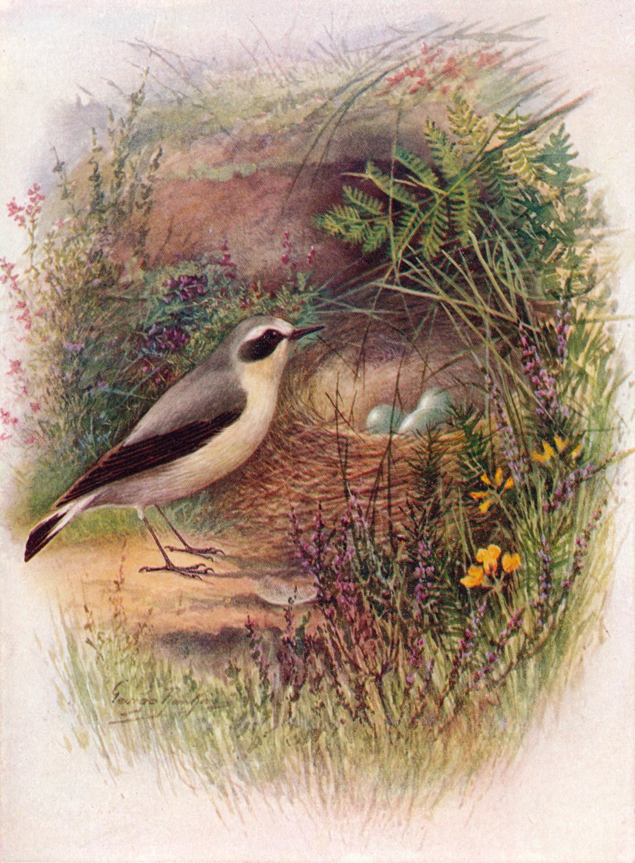 Hvetear - Saxicola oenanthe, c1910, 1910 av George James Rankin