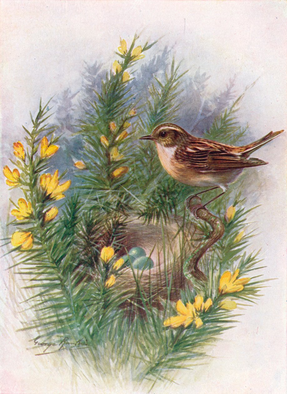 Whinchat - Pratincola rubetra, c1910, 1910 av George James Rankin