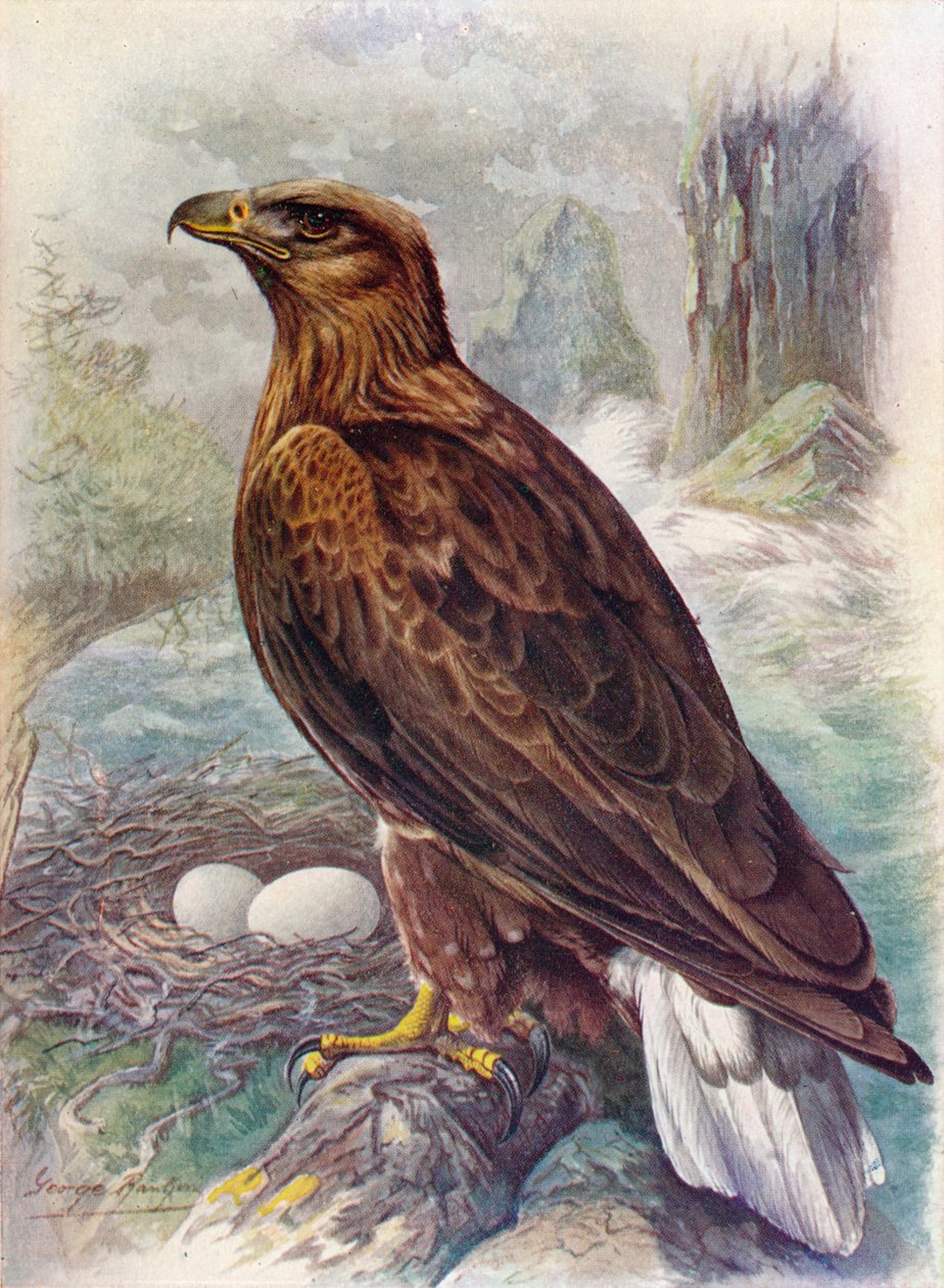 Hvithale eller havørn - Haliaetus albicilla, c1910, 1910 av George James Rankin