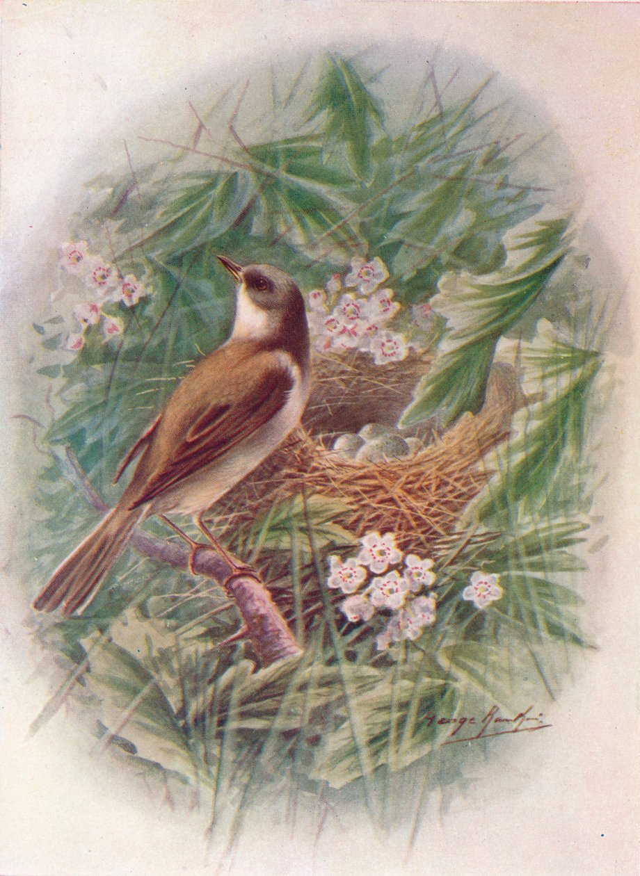 Whitethroat - Sylvia cinerea, c1910, 1910 av George James Rankin
