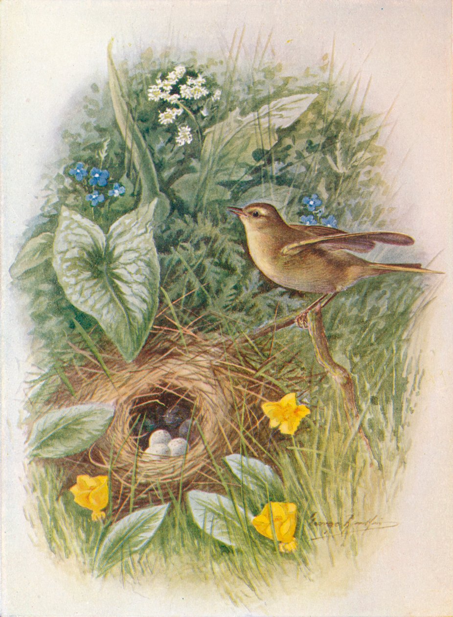 Willow-Wren - Phylloscopus trochilus, c1910, 1910 av George James Rankin