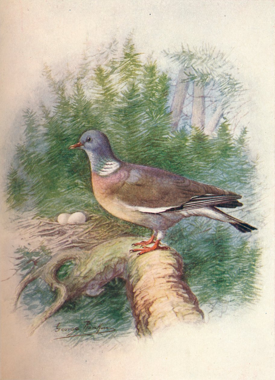 Skogdue eller ringdue - Columba palumbus, c1910, 1910 av George James Rankin