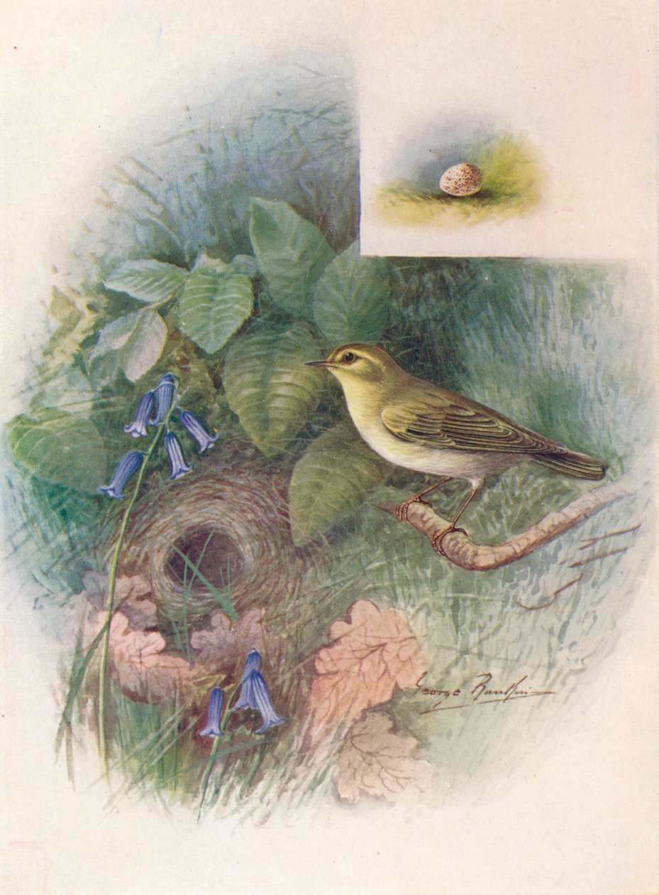 Wood-Wren - Phylloscopus sibilatrix, c1910, 1910 av George James Rankin