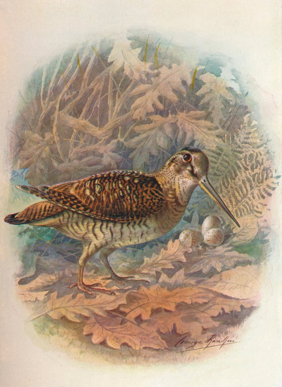 Woodcock - Scolopax rusticula, c1910, 1910 av George James Rankin