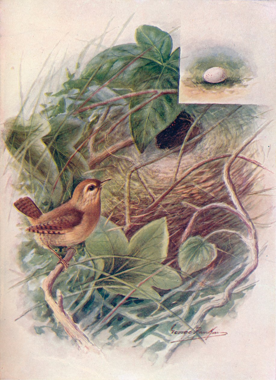 Wren - Troglodytes parvulus, c1910, 1910 av George James Rankin