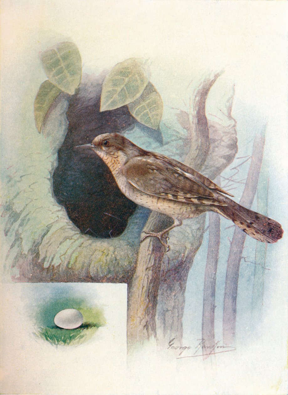 Wryneck - Iynx torquilla, c1910, 1910 av George James Rankin