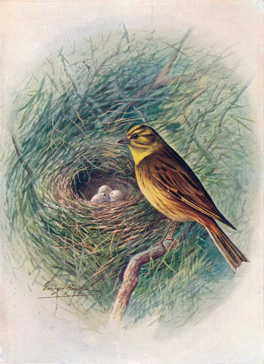 Gul-hammer eller gul-bukse - Emberiza citrinella, c1910, 1910 av George James Rankin