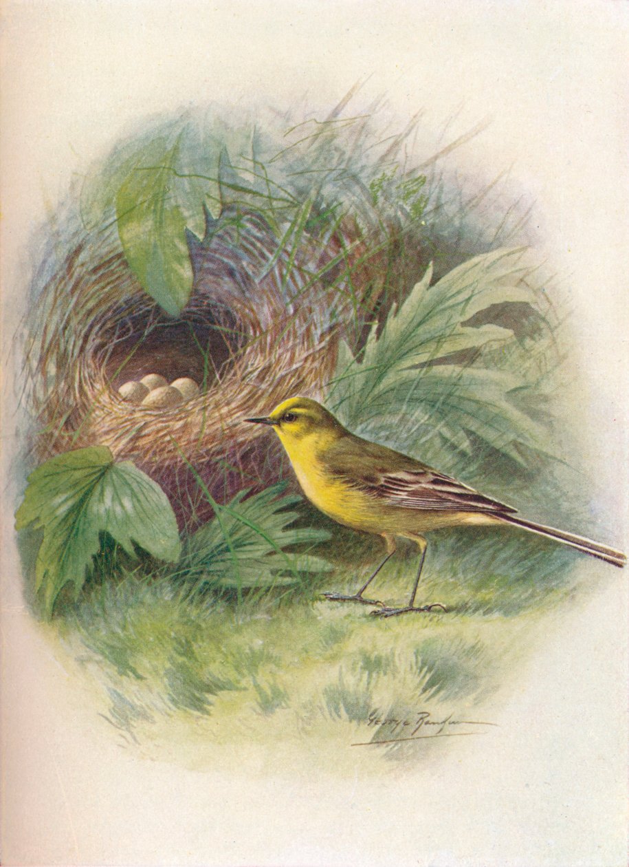 Gul vipstjert - Motacilla raii, c1910, 1910 av George James Rankin
