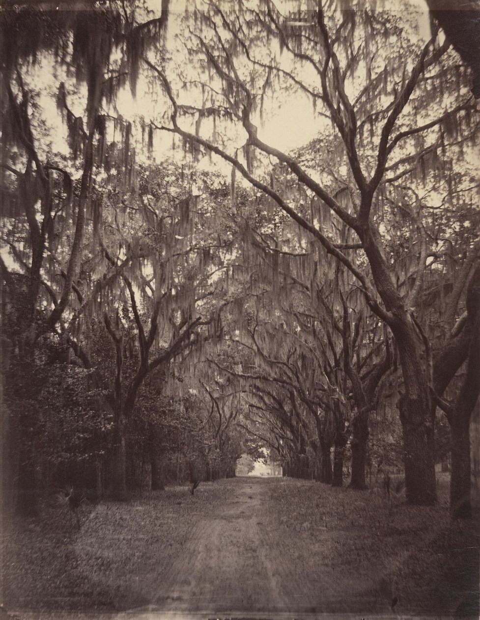 Bonaventure-kirkegården, fire mil fra Savannah av George N. Barnard