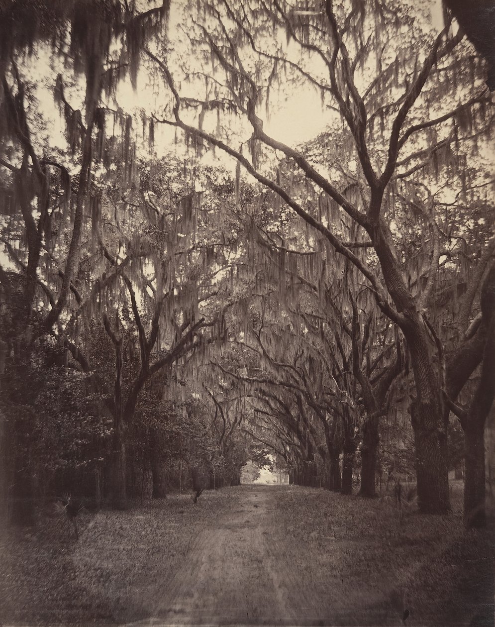 Bonaventure kirkegård, fire mil fra Savannah, 1866. av George N. Barnard