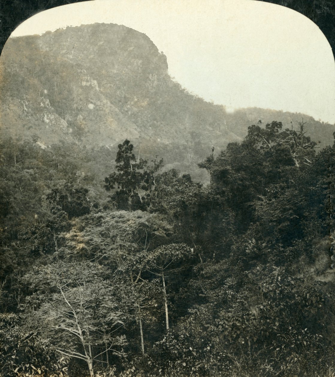 Tropisk vegetasjon i Barron River Gorge,...Cairns, Queensland, Australia, c1909. av George Rose