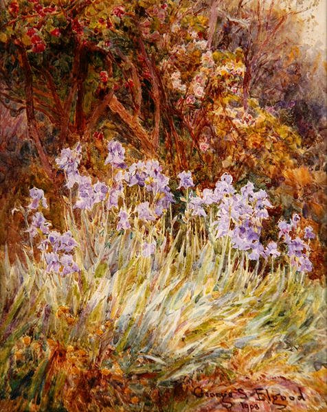 Pale Blue Iris, Firenze av George Samuel Elgood
