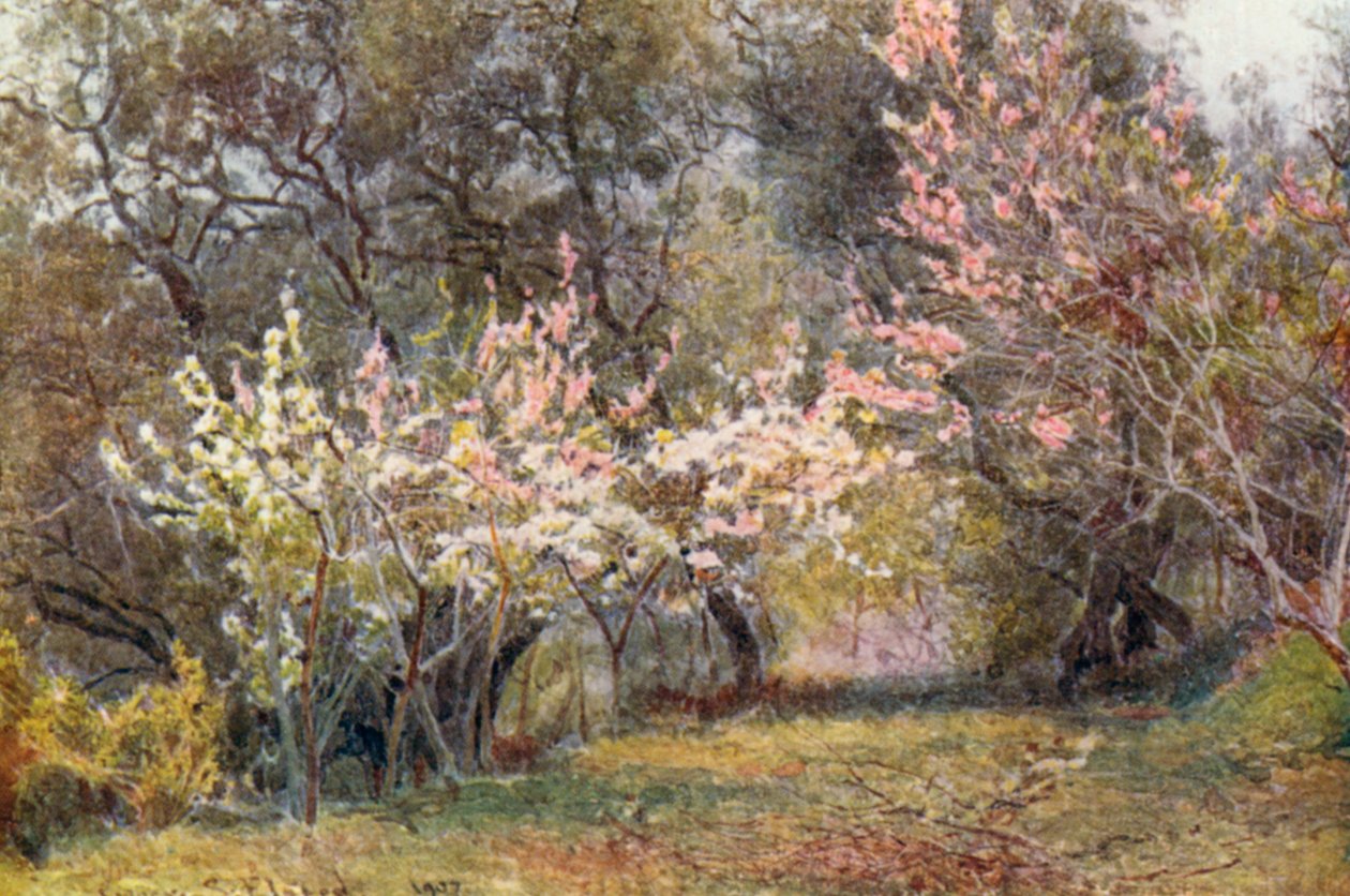 Fersken-, plomme- og pæreblomst (fargelitografi) av George Samuel Elgood