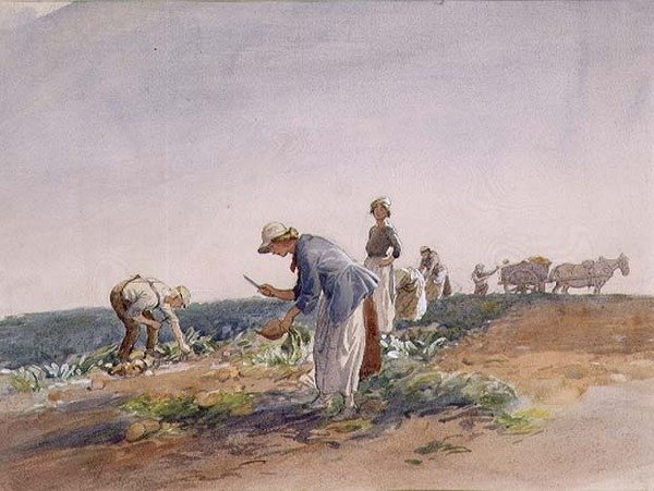 The Turnip Crop (akvarell og gouache) av George Soper