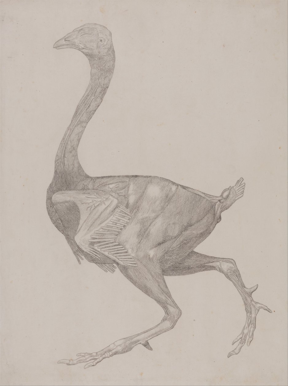 av George Stubbs