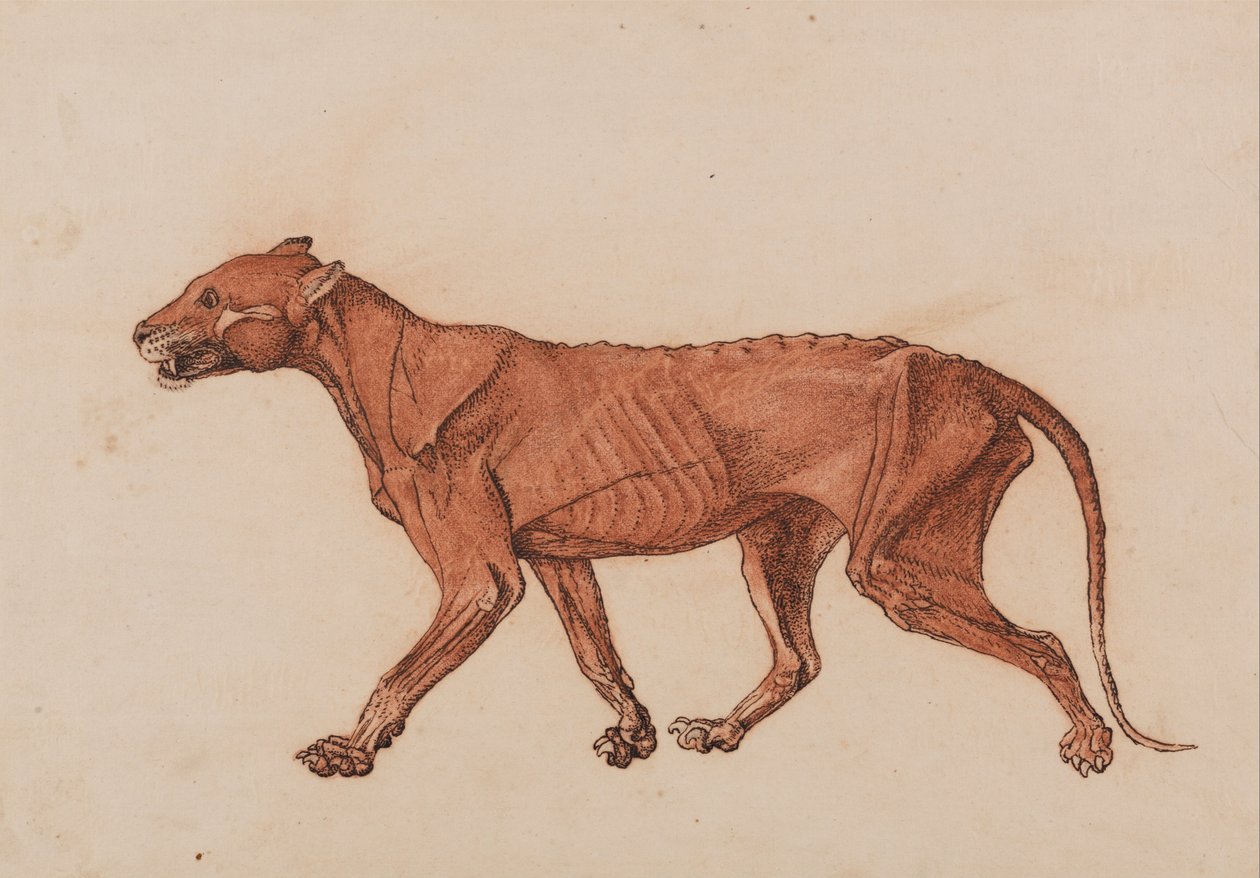  av George Stubbs