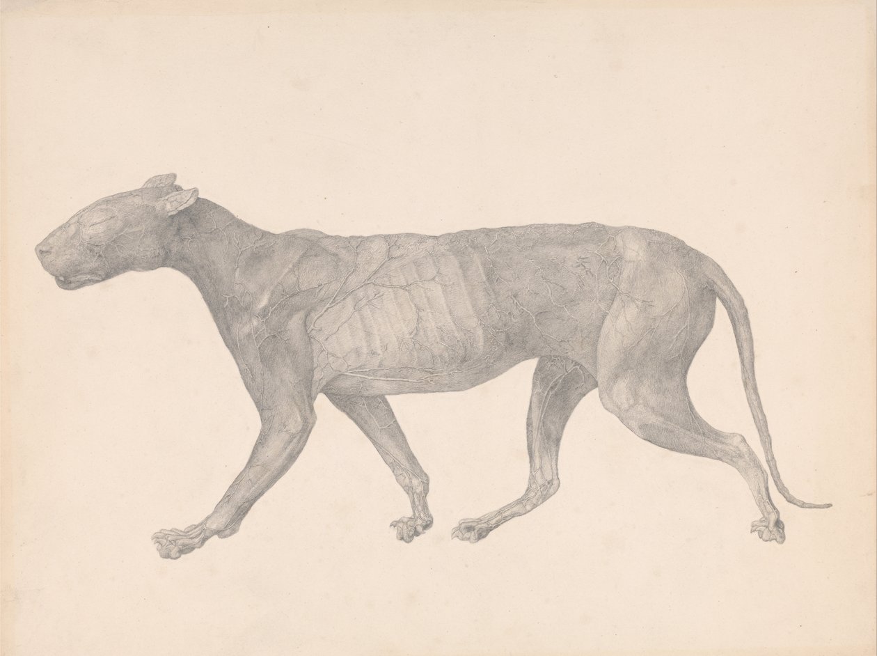  av George Stubbs