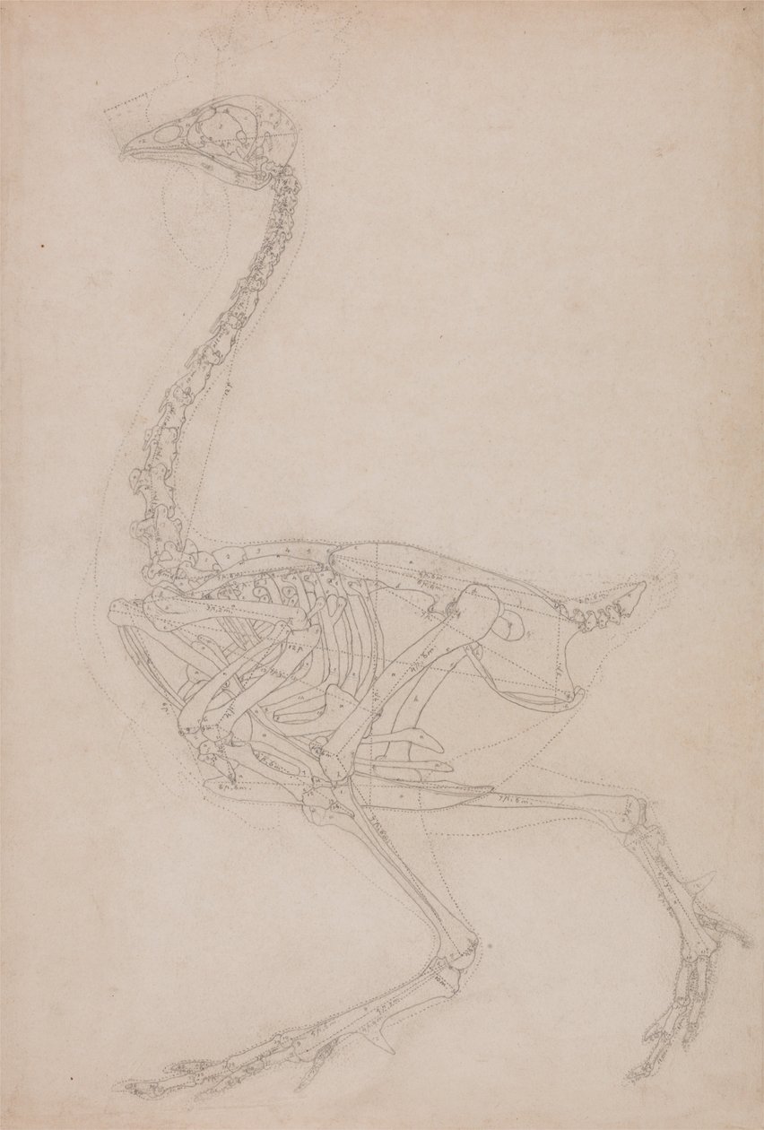  av George Stubbs